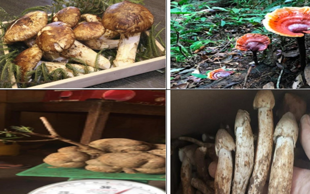 Hunting for expensive mushrooms in Vietnam